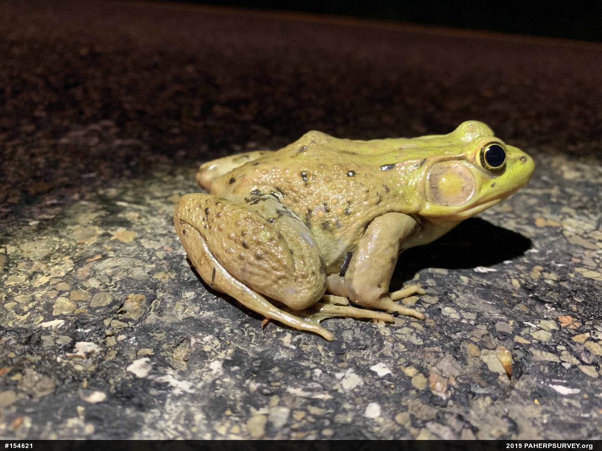 Green Frog