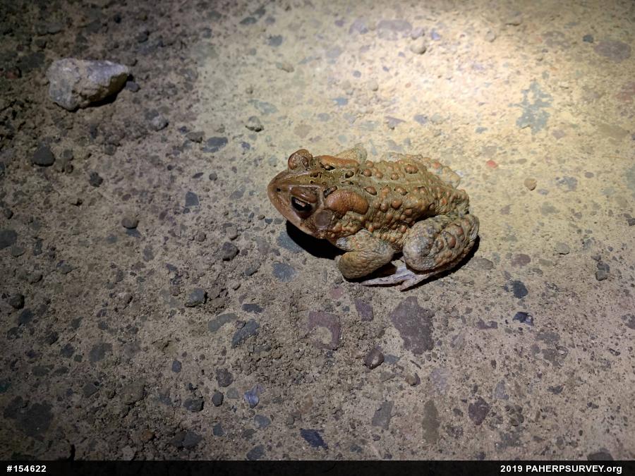 Eastern American Toad