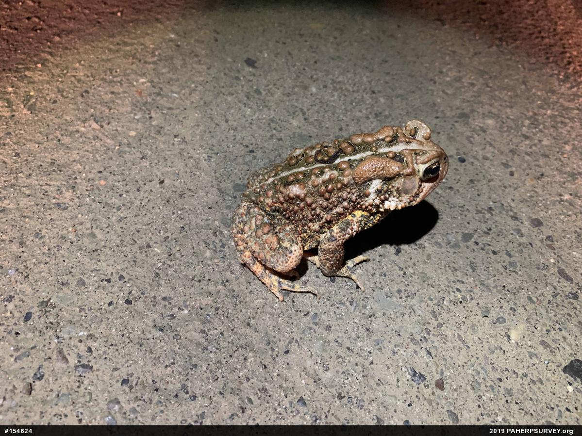 Eastern American Toad