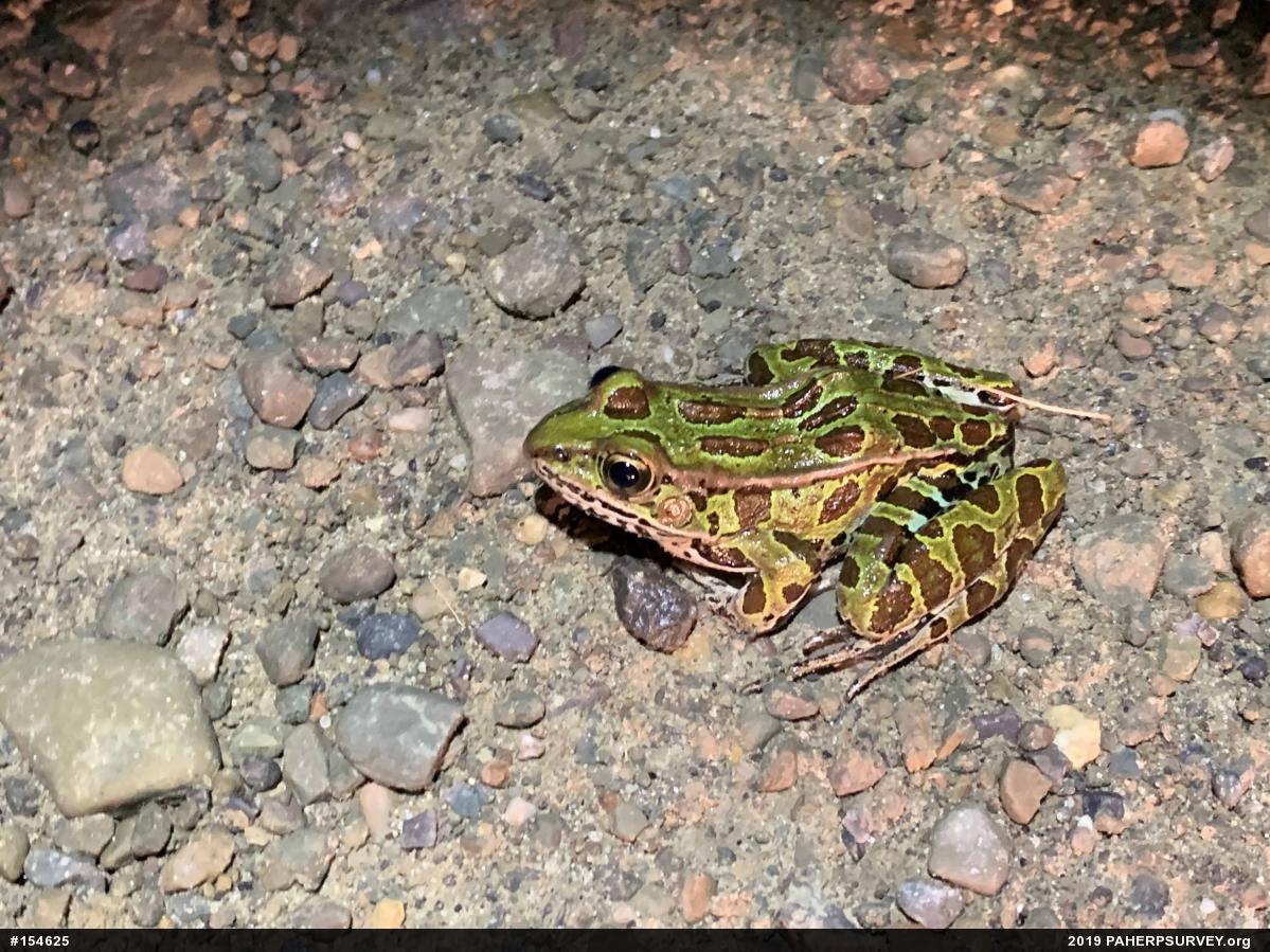 Northern Leopard Frog