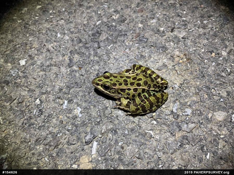 Northern Leopard Frog