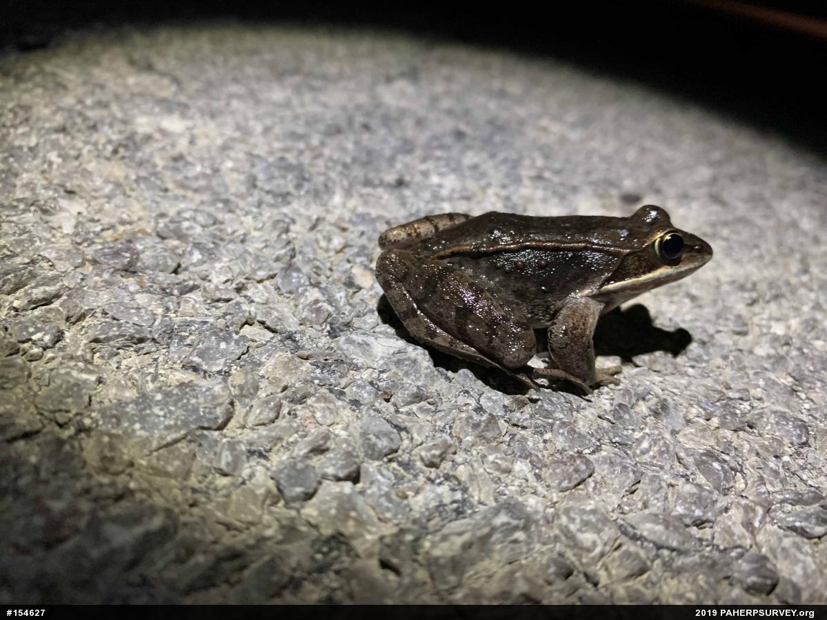 Wood Frog