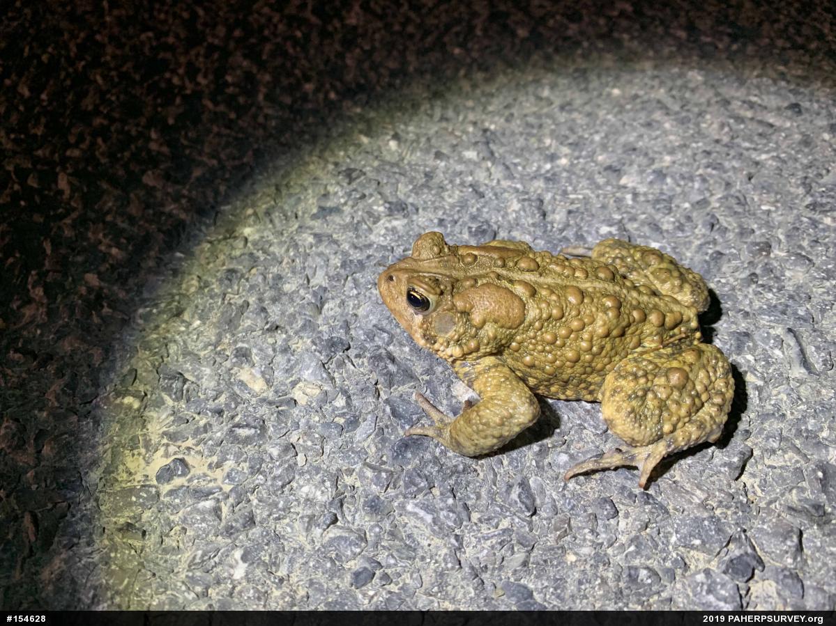 Eastern American Toad