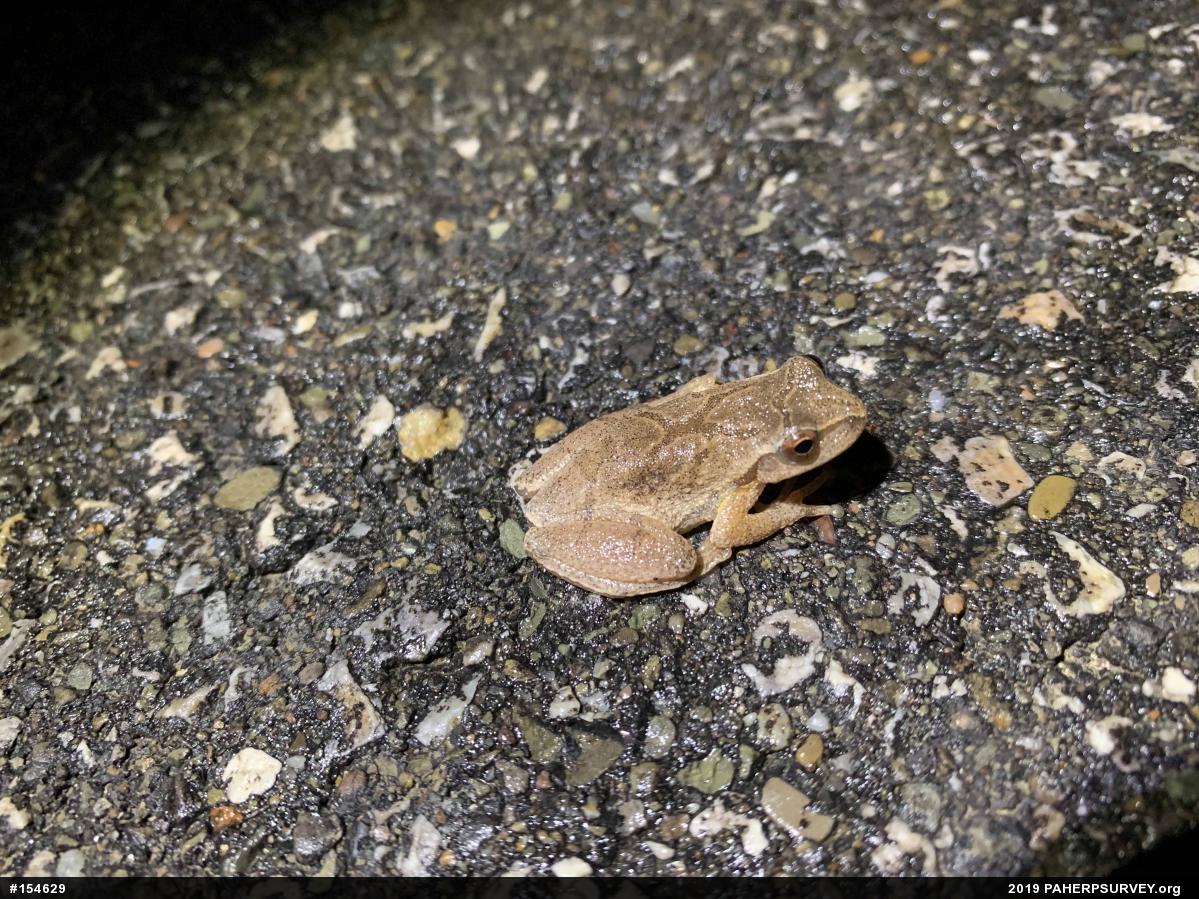 Spring Peeper