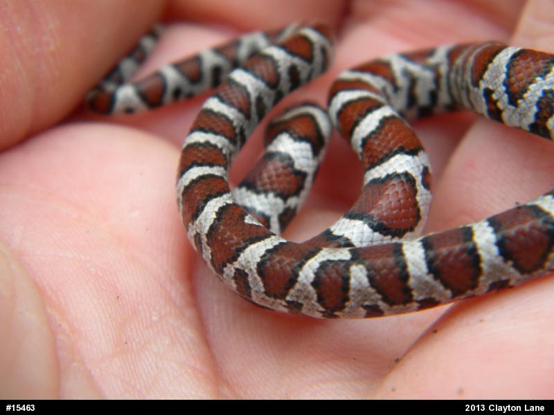 Eastern Milksnake
