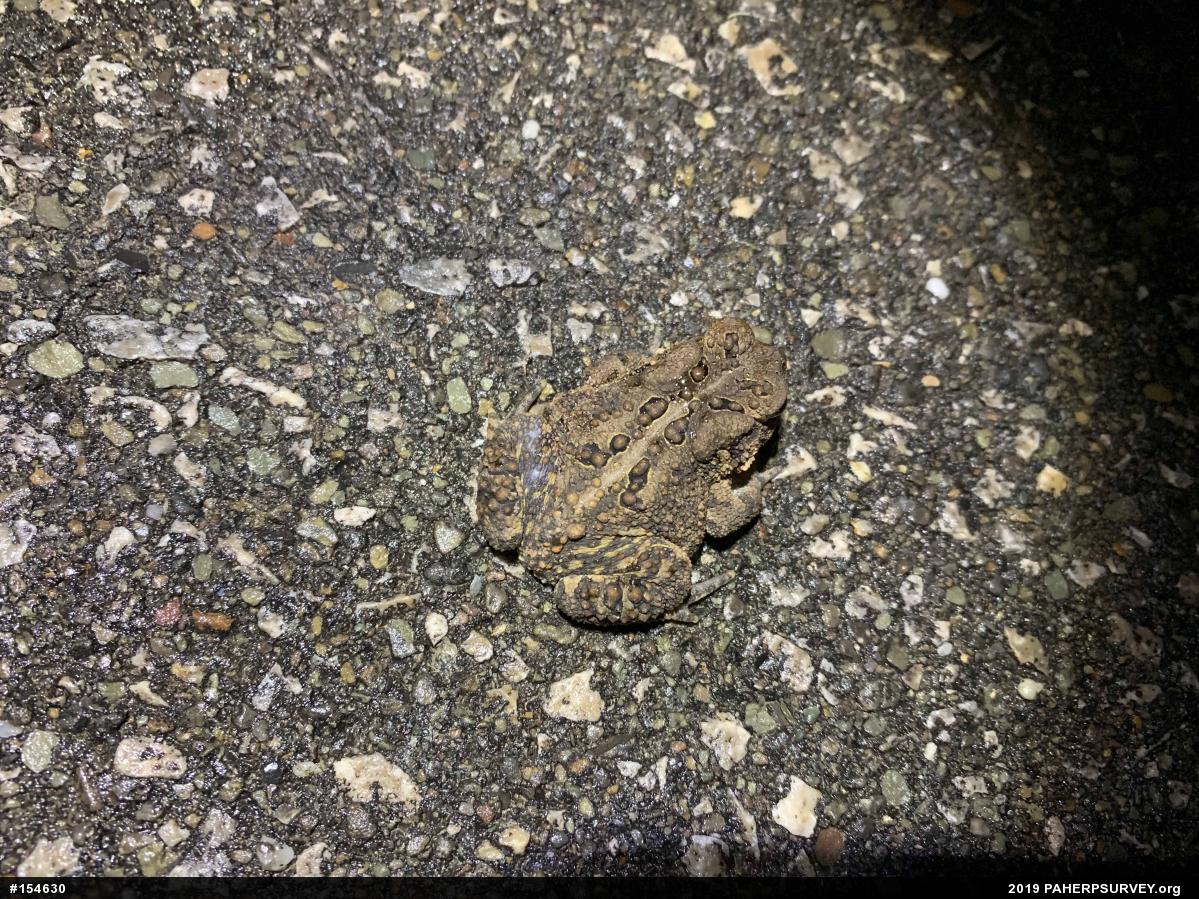 Eastern American Toad