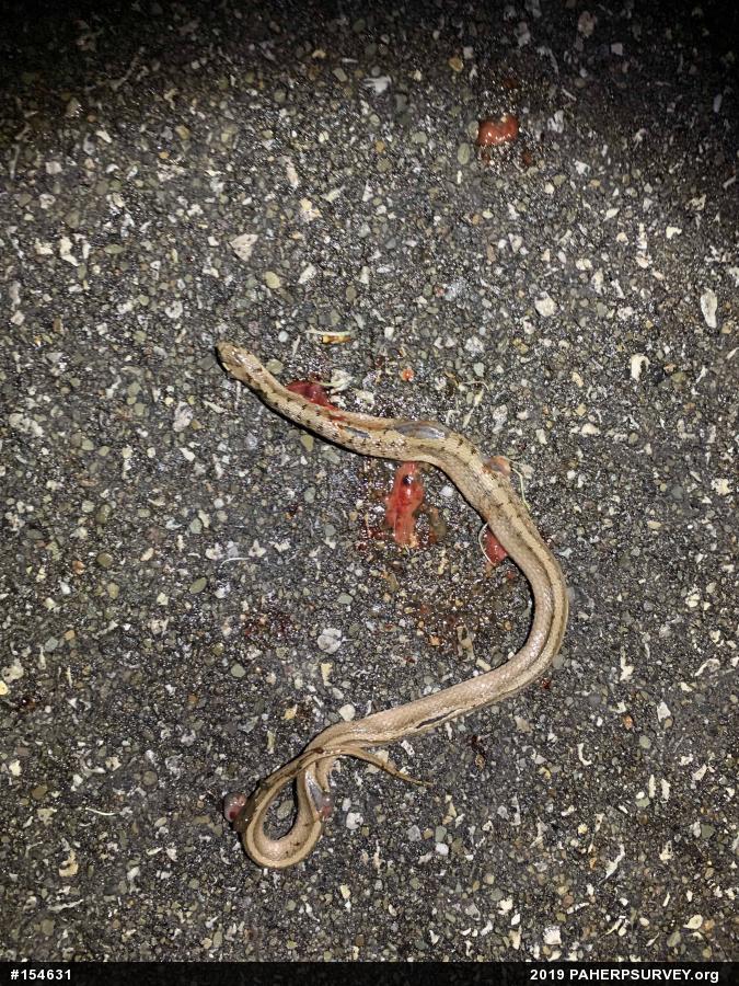 Dekay's Brownsnake