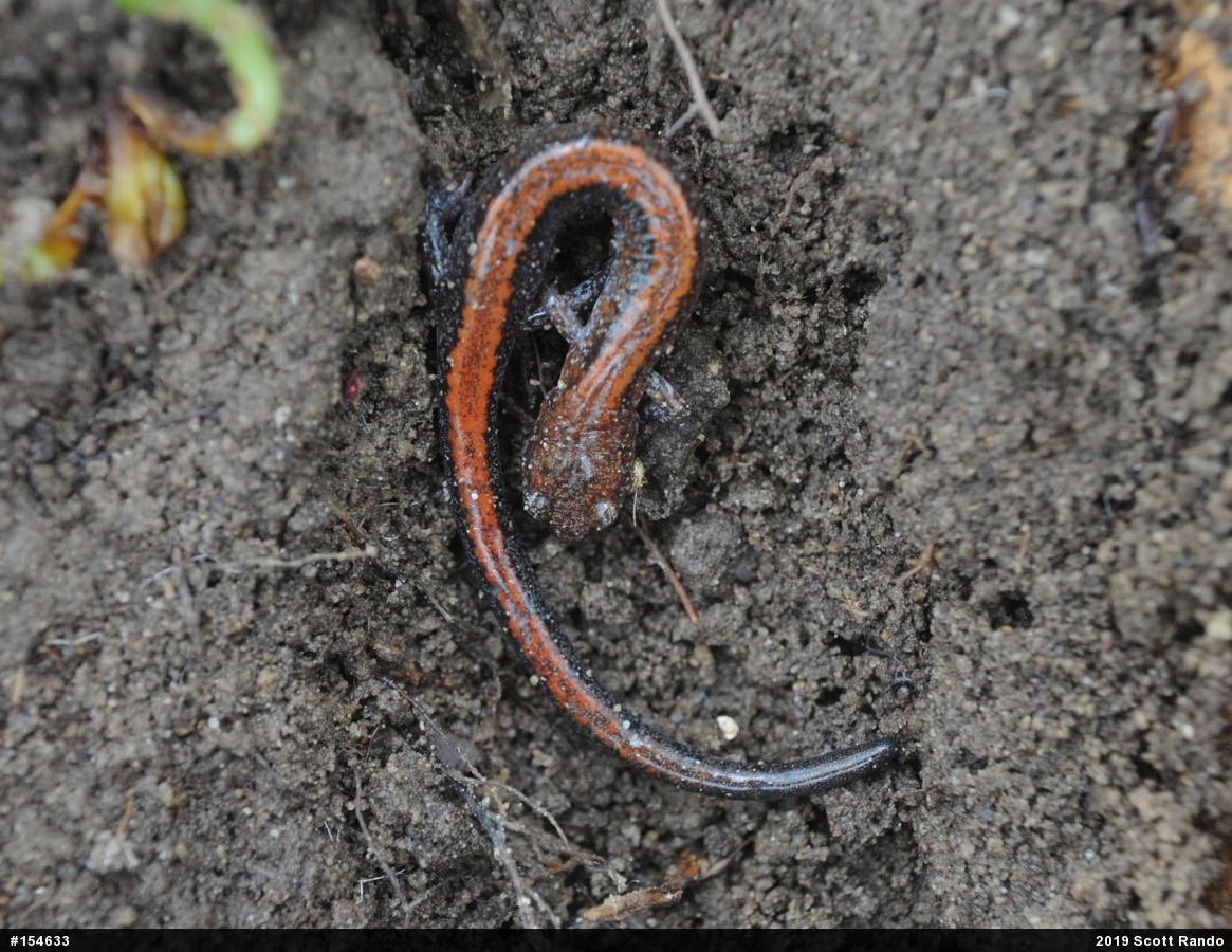 Eastern Red-backed  Salamander
