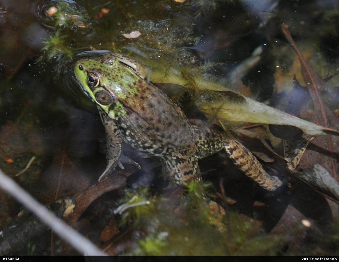Green Frog