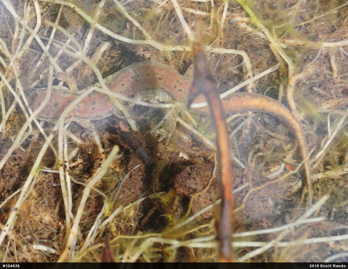 Northern Dusky Salamander
