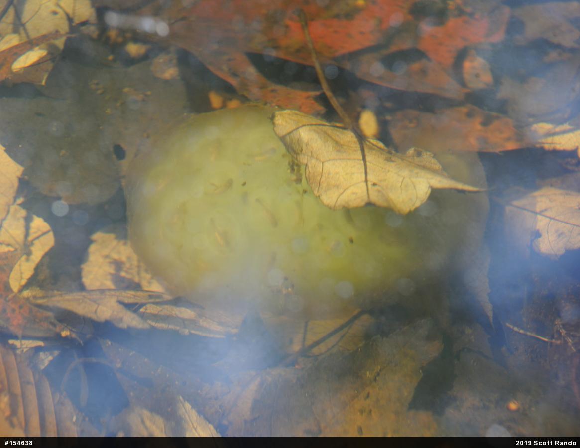 Spotted Salamander