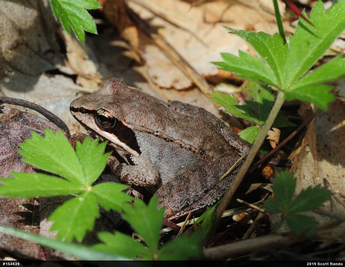 Wood Frog