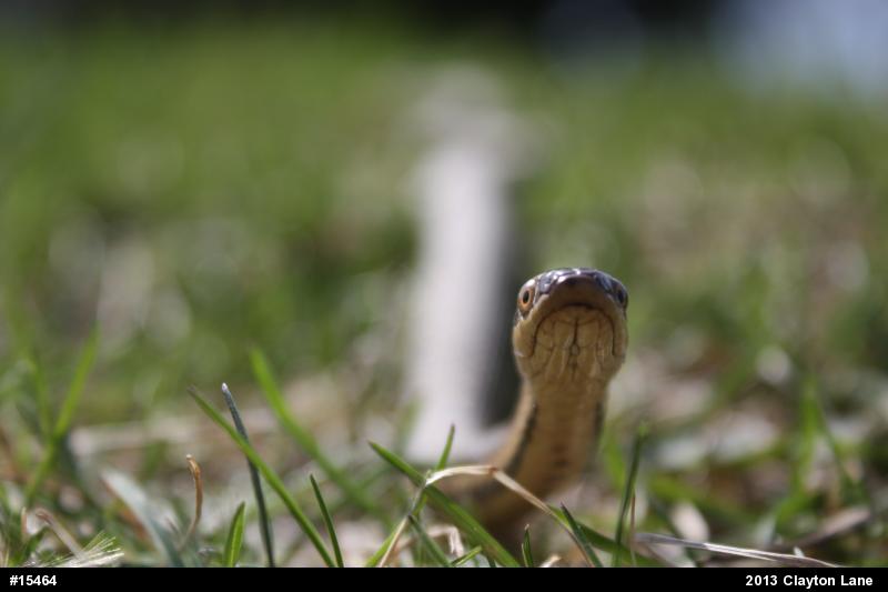Queensnake