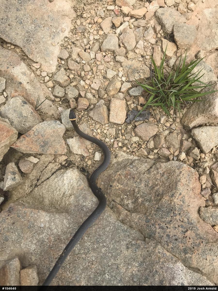 Northern Ring-necked Snake