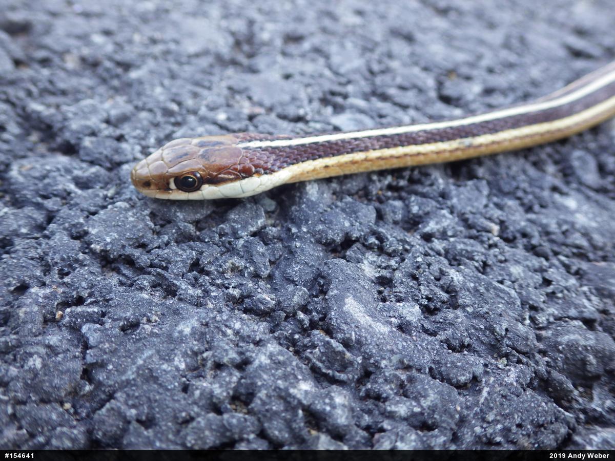 Eastern Ribbonsnake