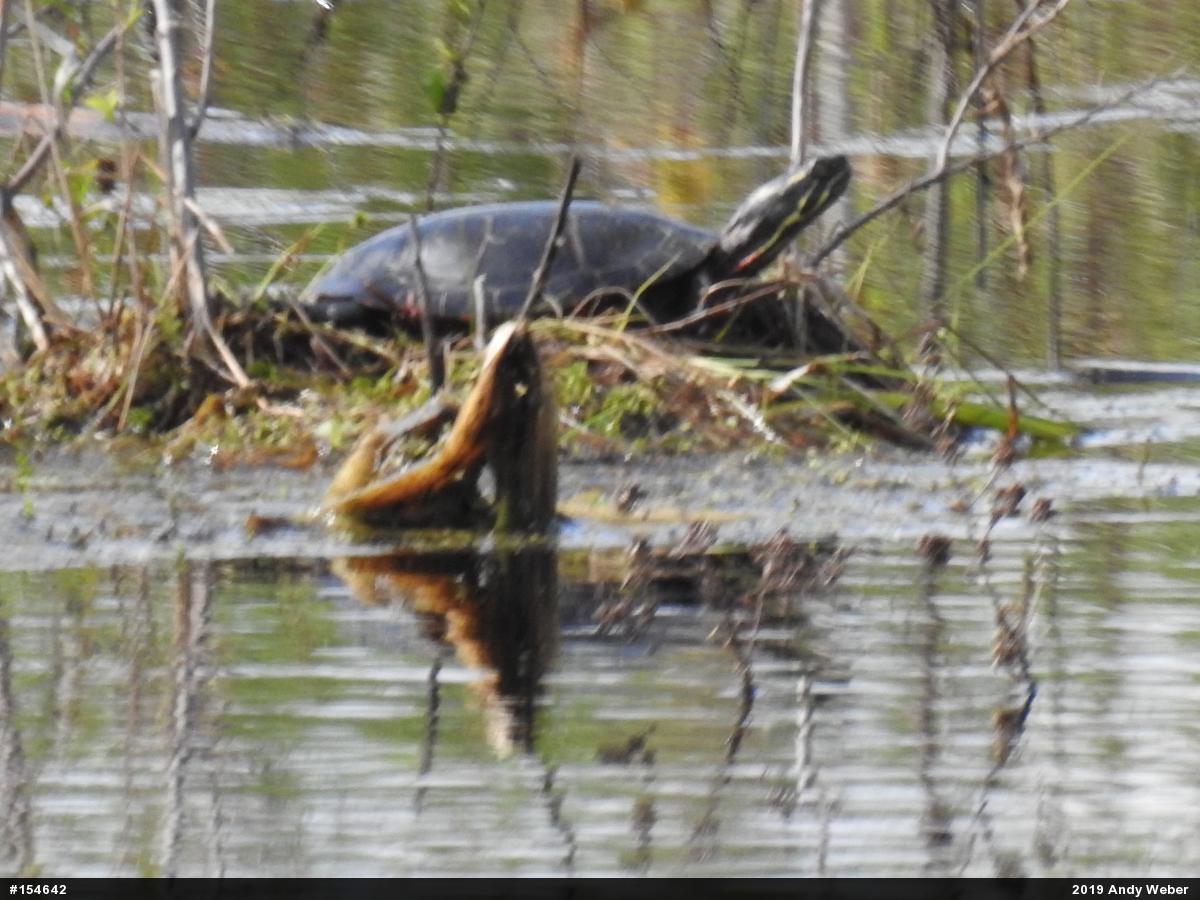 Painted Turtle