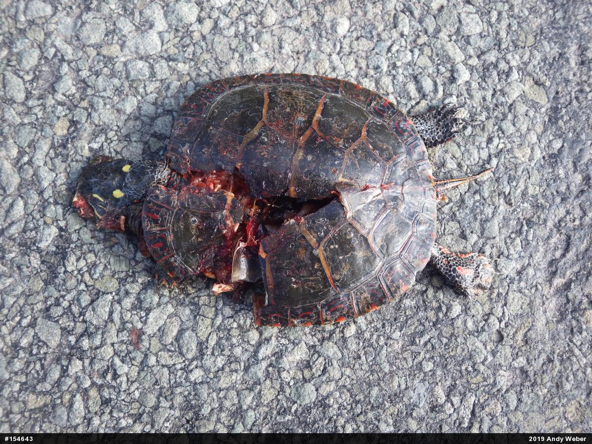 Painted Turtle
