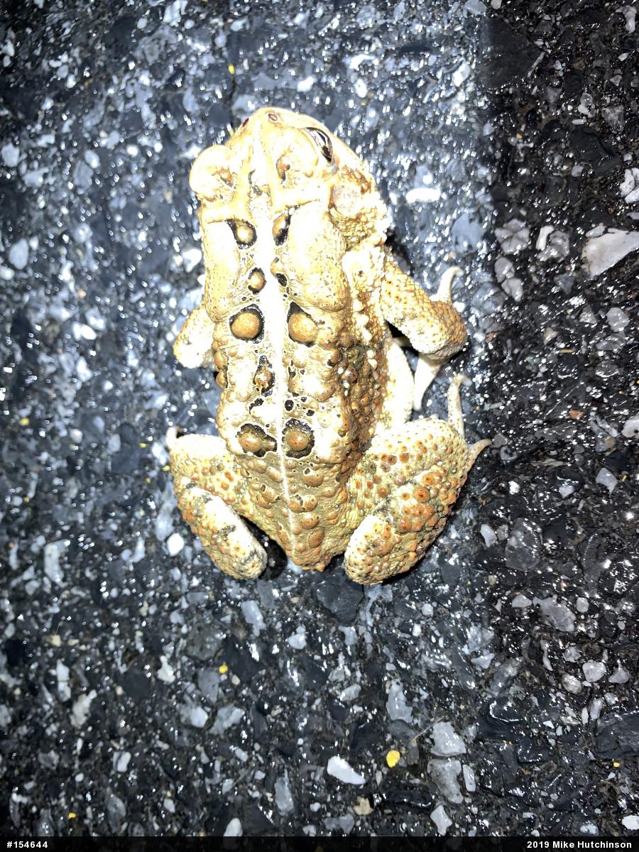 Eastern American Toad