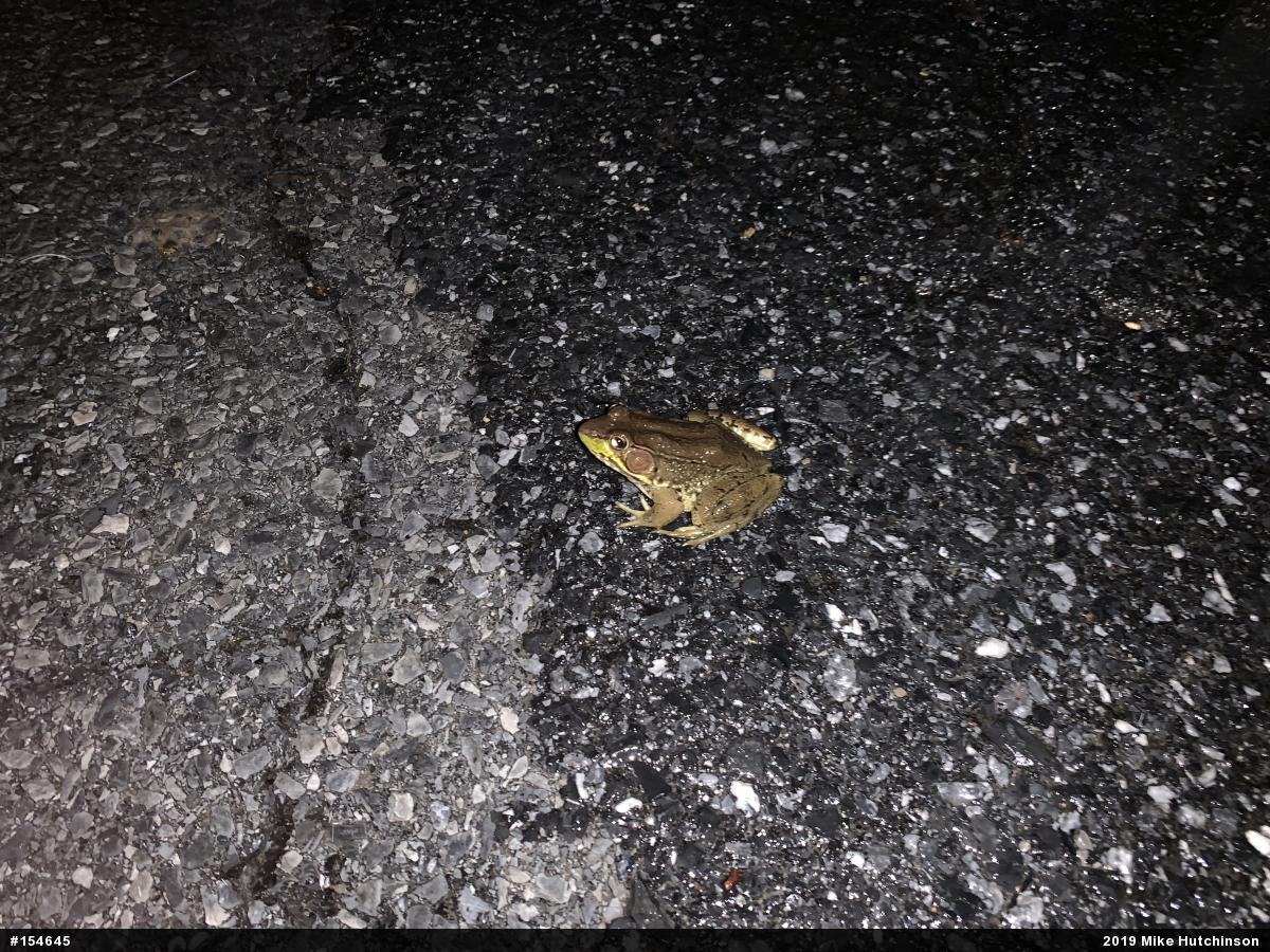 Green Frog
