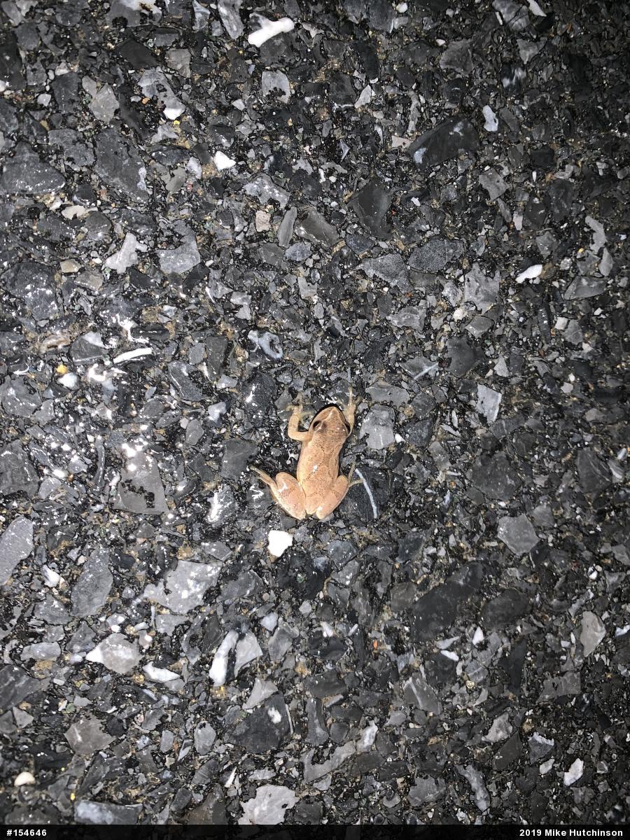 Spring Peeper