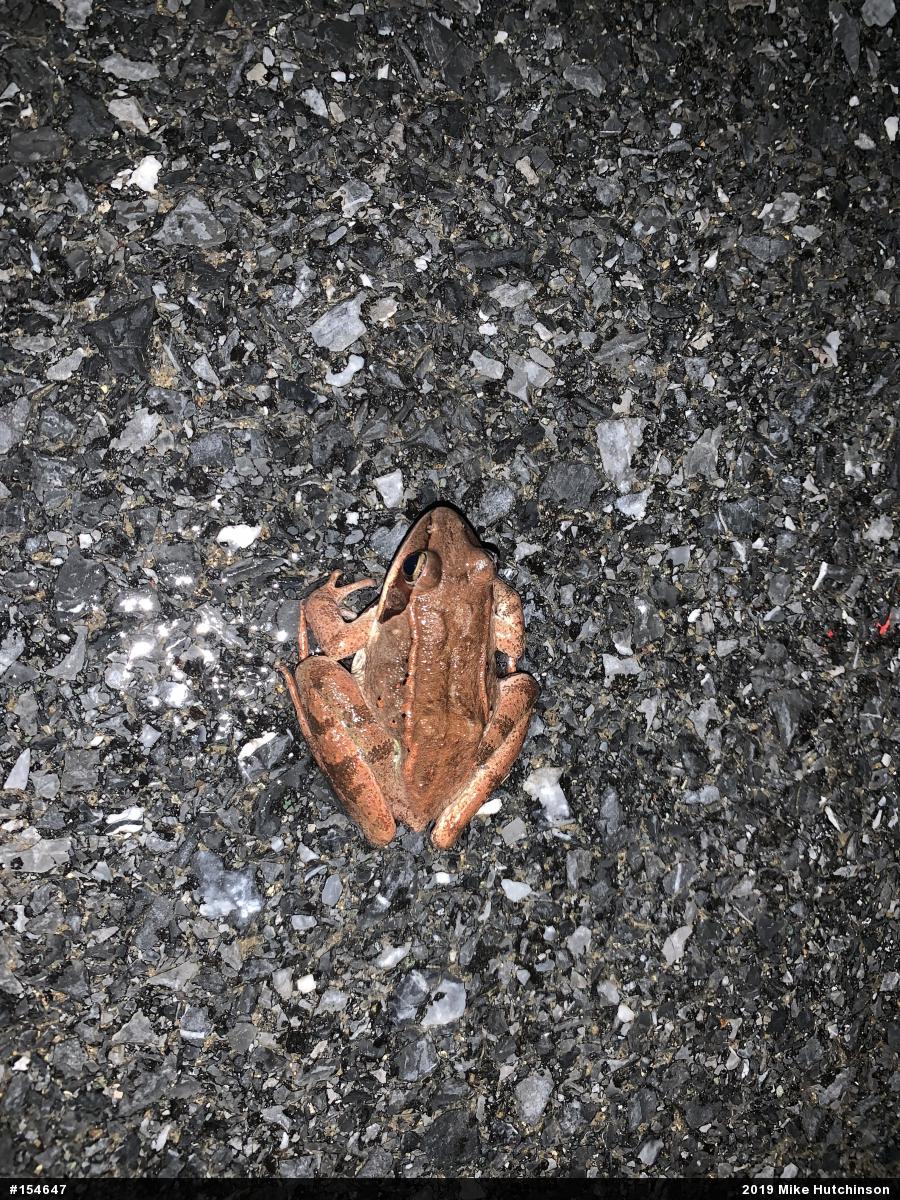 Wood Frog