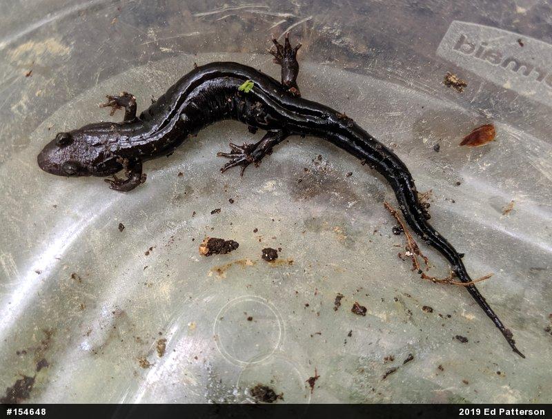 Allegheny Mountain Dusky Salamander
