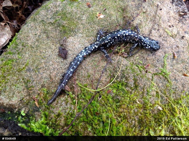 Northern Slimy Salamander