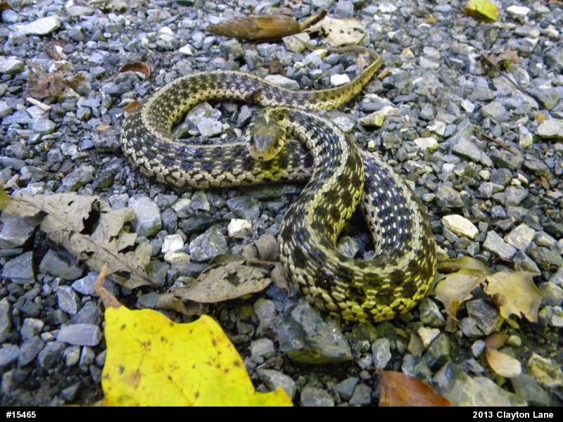 Eastern Gartersnake