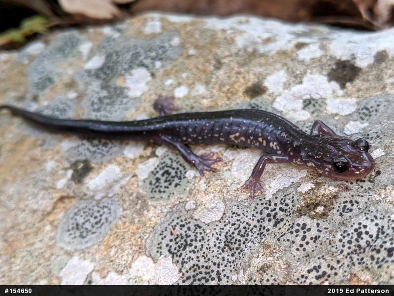 Wehrle's Salamander