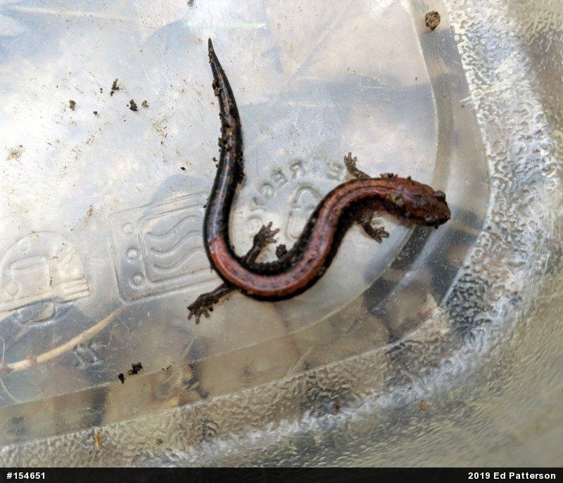 Eastern Red-backed  Salamander