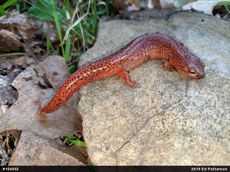 Northern Red Salamander