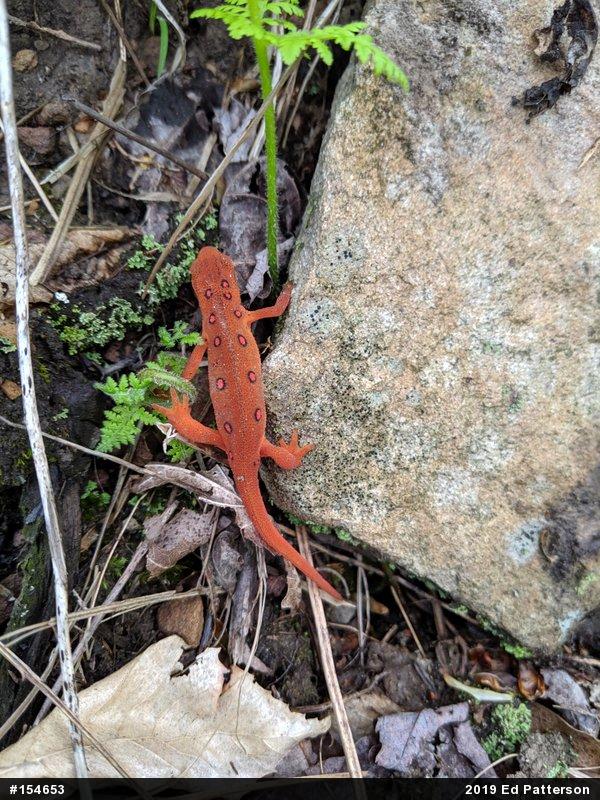 Red-spotted Newt