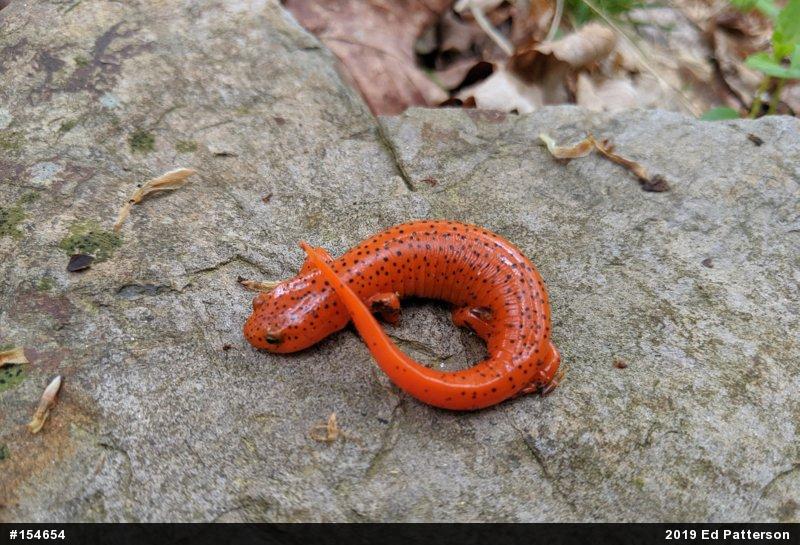 Northern Red Salamander