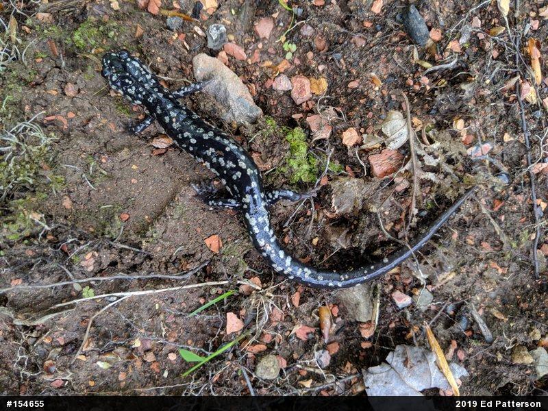 Northern Slimy Salamander
