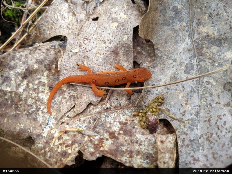 Red-spotted Newt