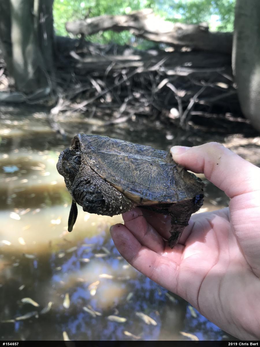 Snapping Turtle