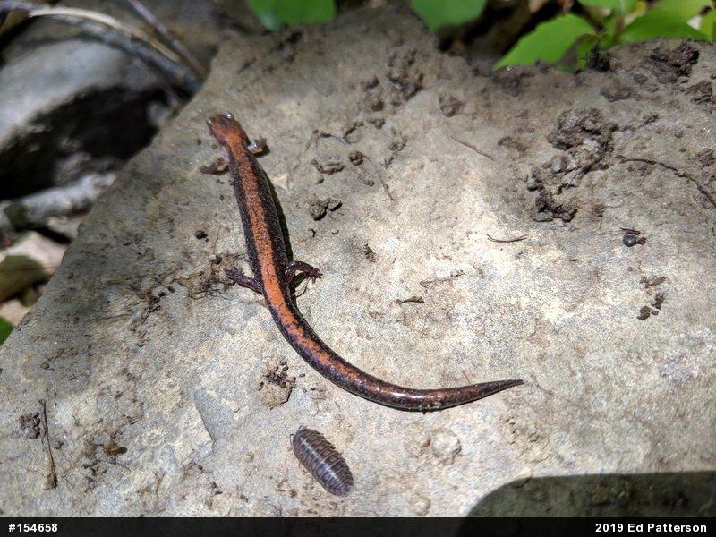 Eastern Red-backed  Salamander