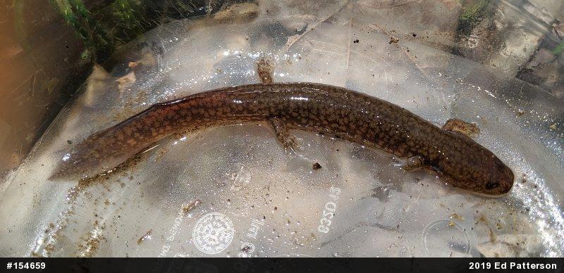 Northern Spring Salamander