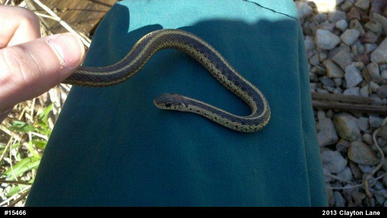 Eastern Gartersnake