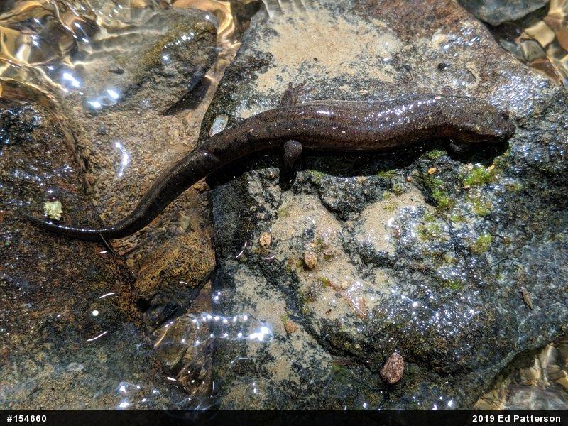 Northern Dusky Salamander