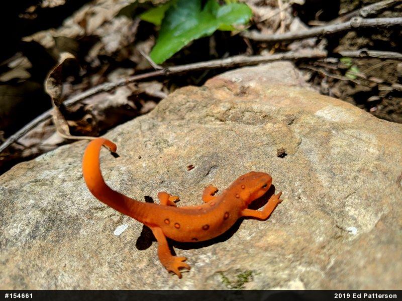 Red-spotted Newt