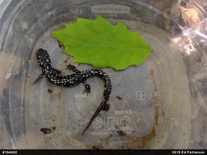 Northern Slimy Salamander