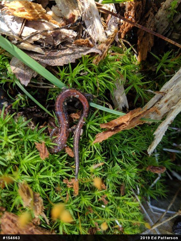Eastern Red-backed  Salamander