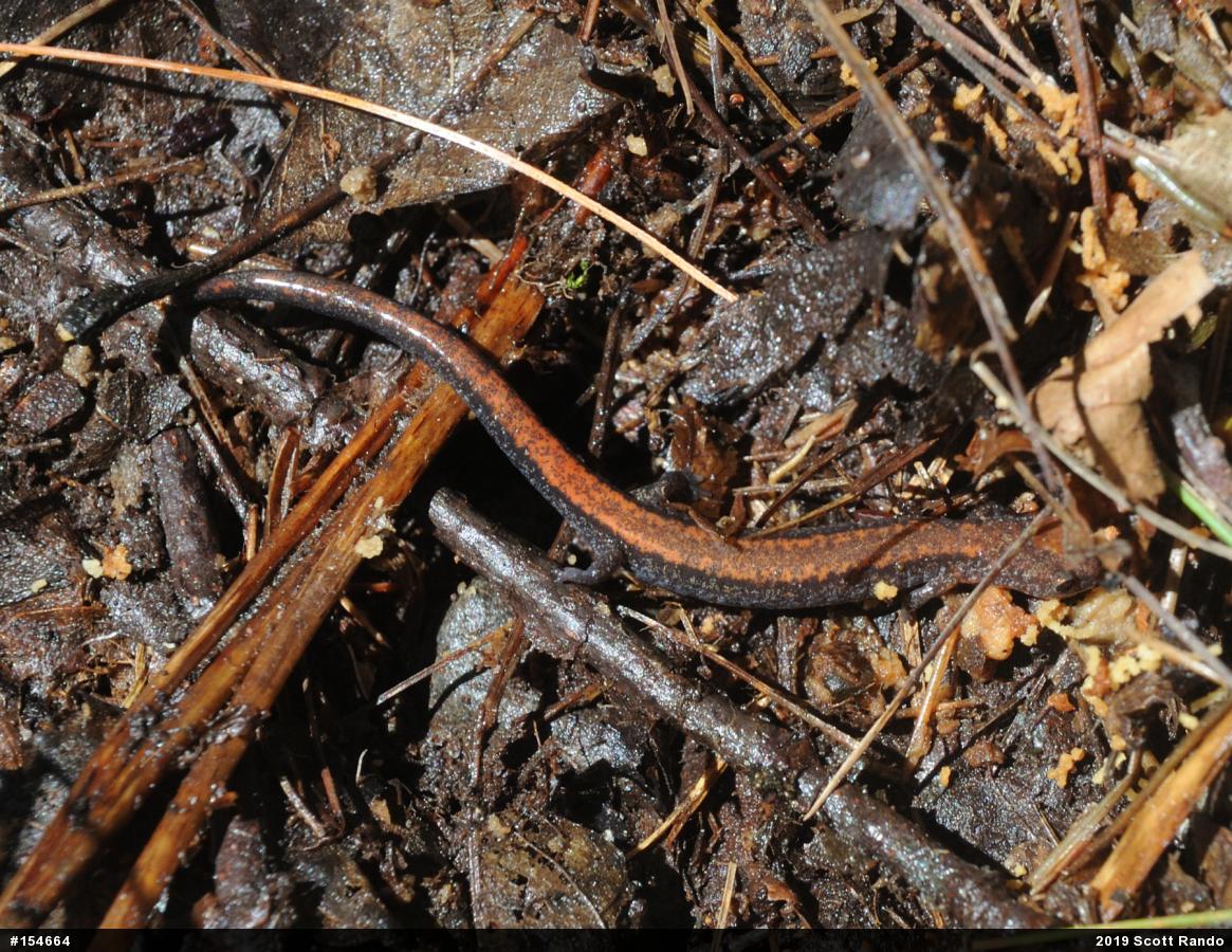 Eastern Red-backed  Salamander
