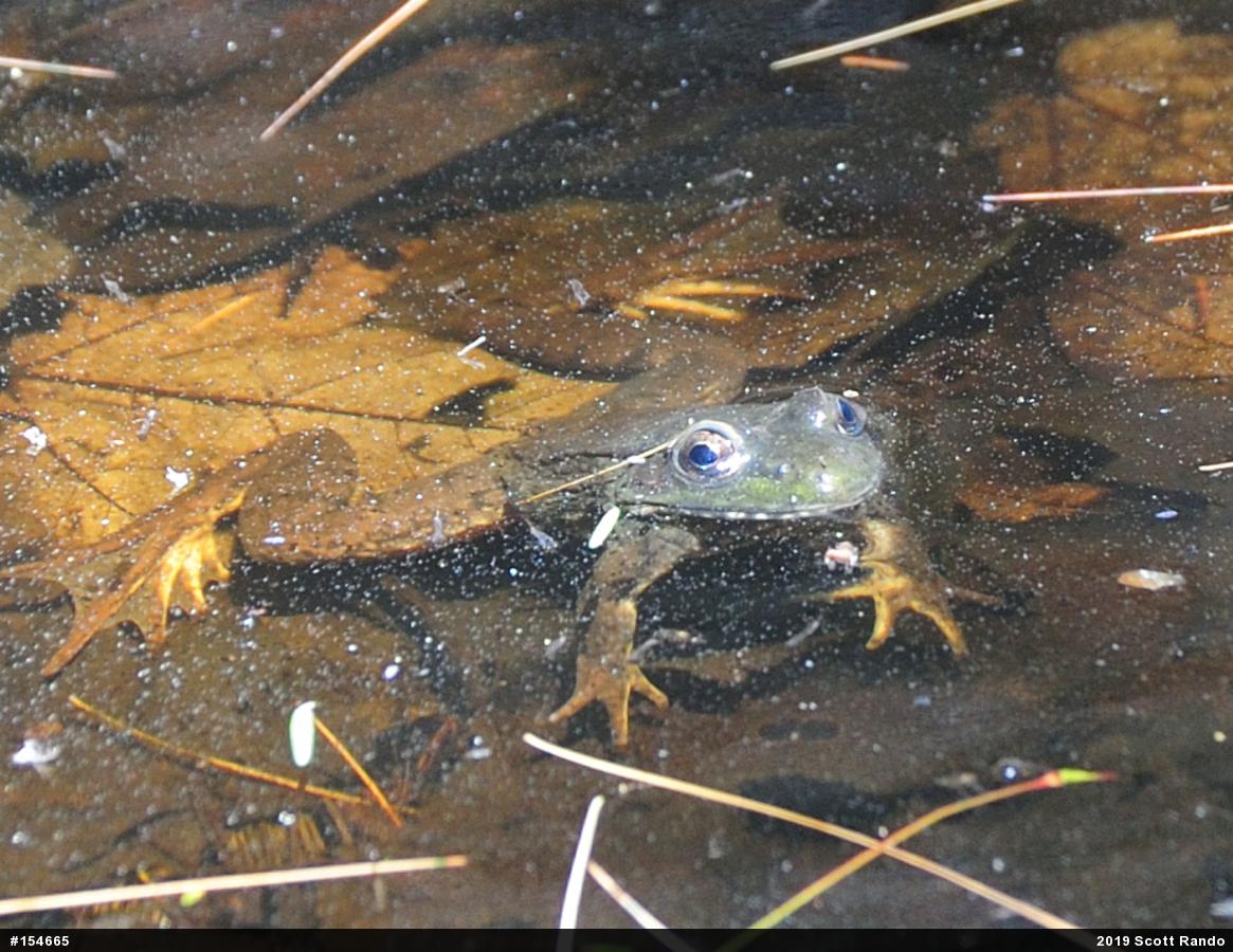 Green Frog