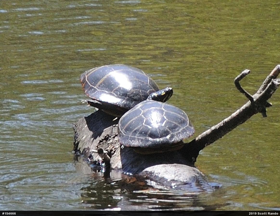 Midland Painted Turtle