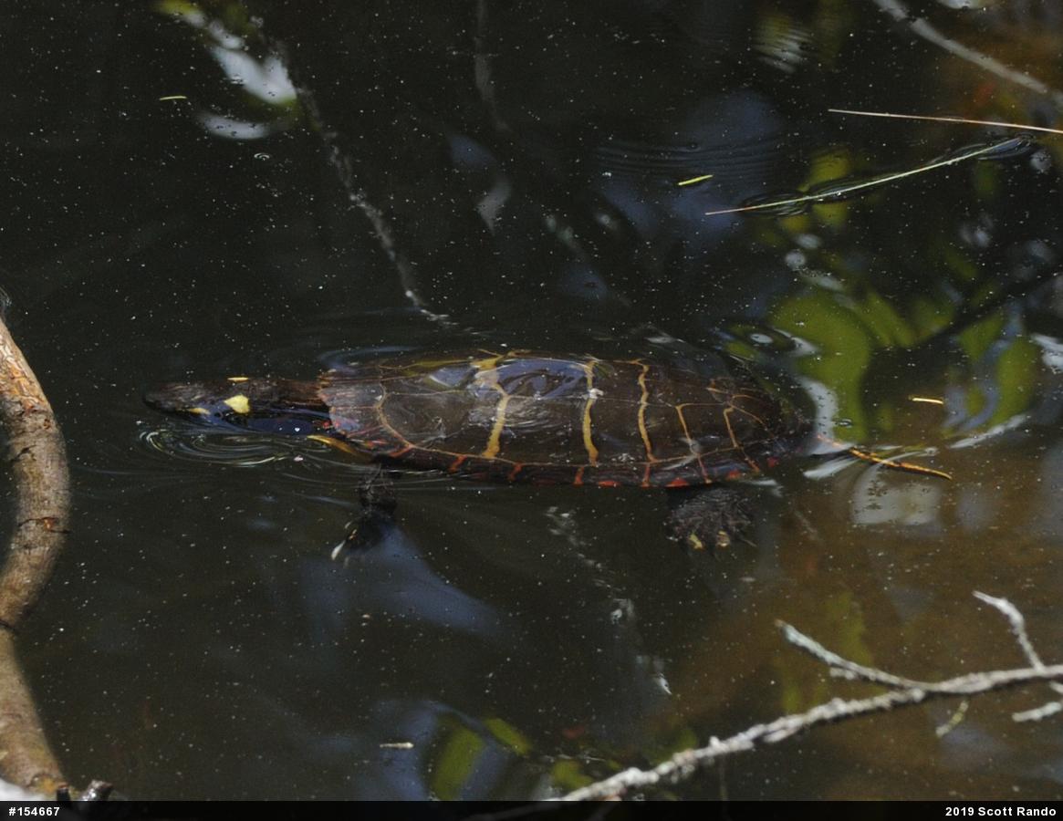 Eastern Painted Turtle