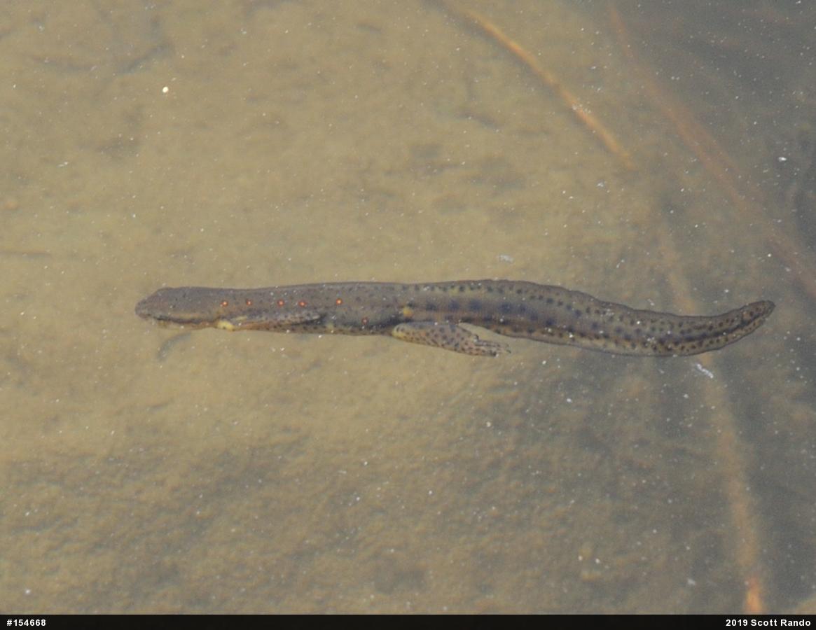 Red-spotted Newt