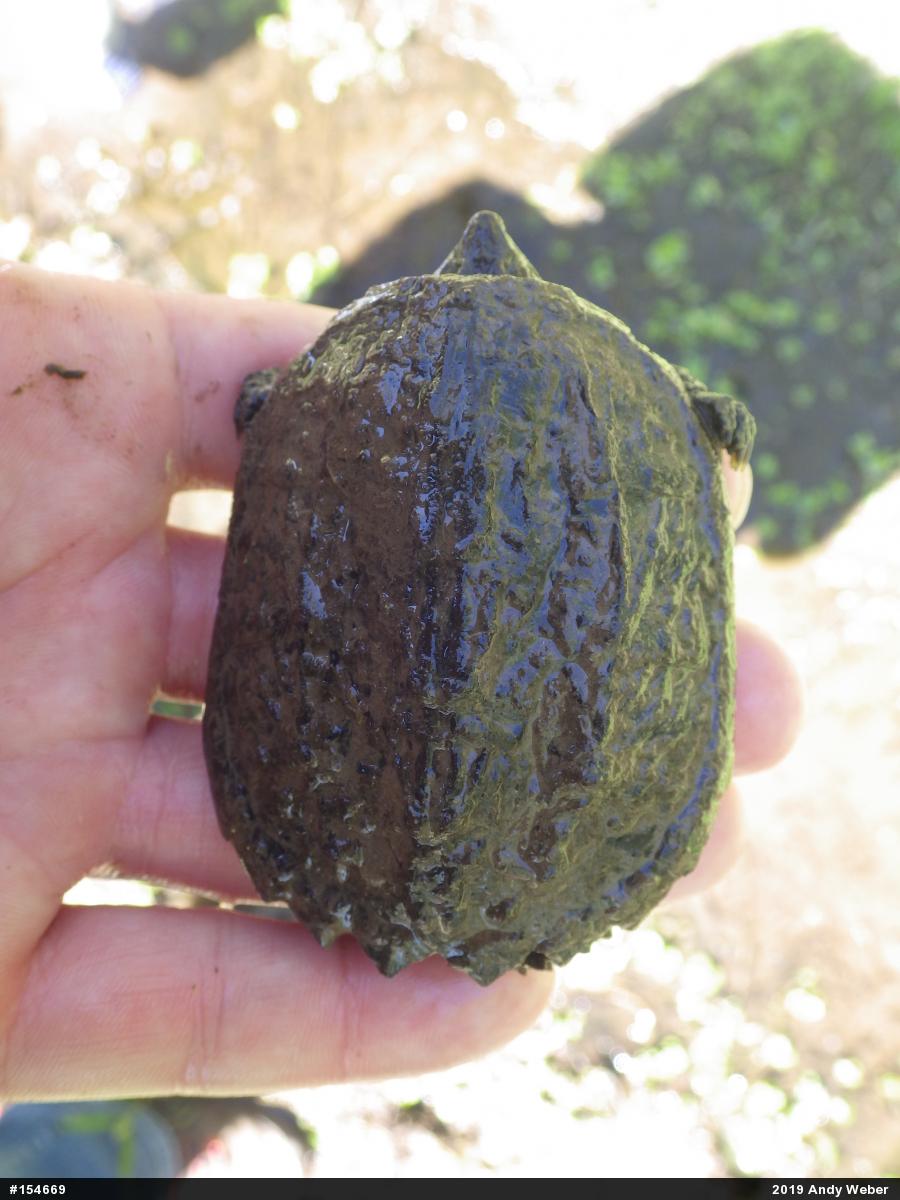Snapping Turtle