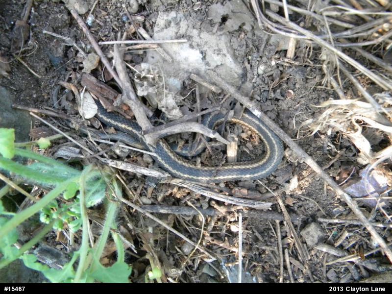 Eastern Gartersnake